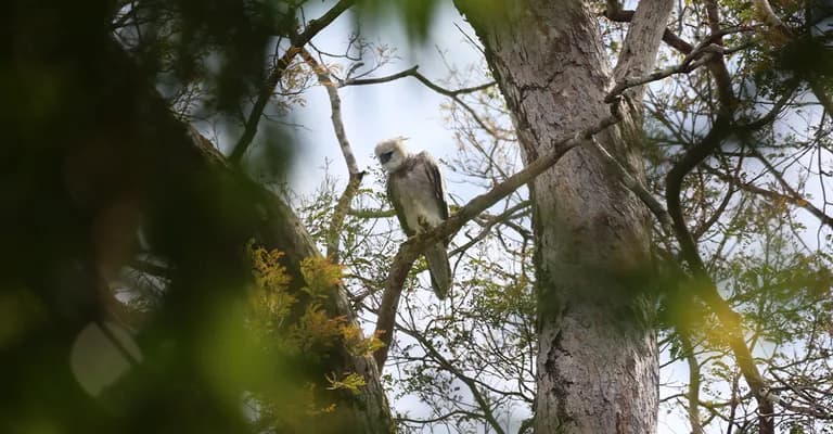 Áreas vitais para a preservação sofrem com a falta de lei, aponta análise da InfoAmazonia sobre os anos de 202