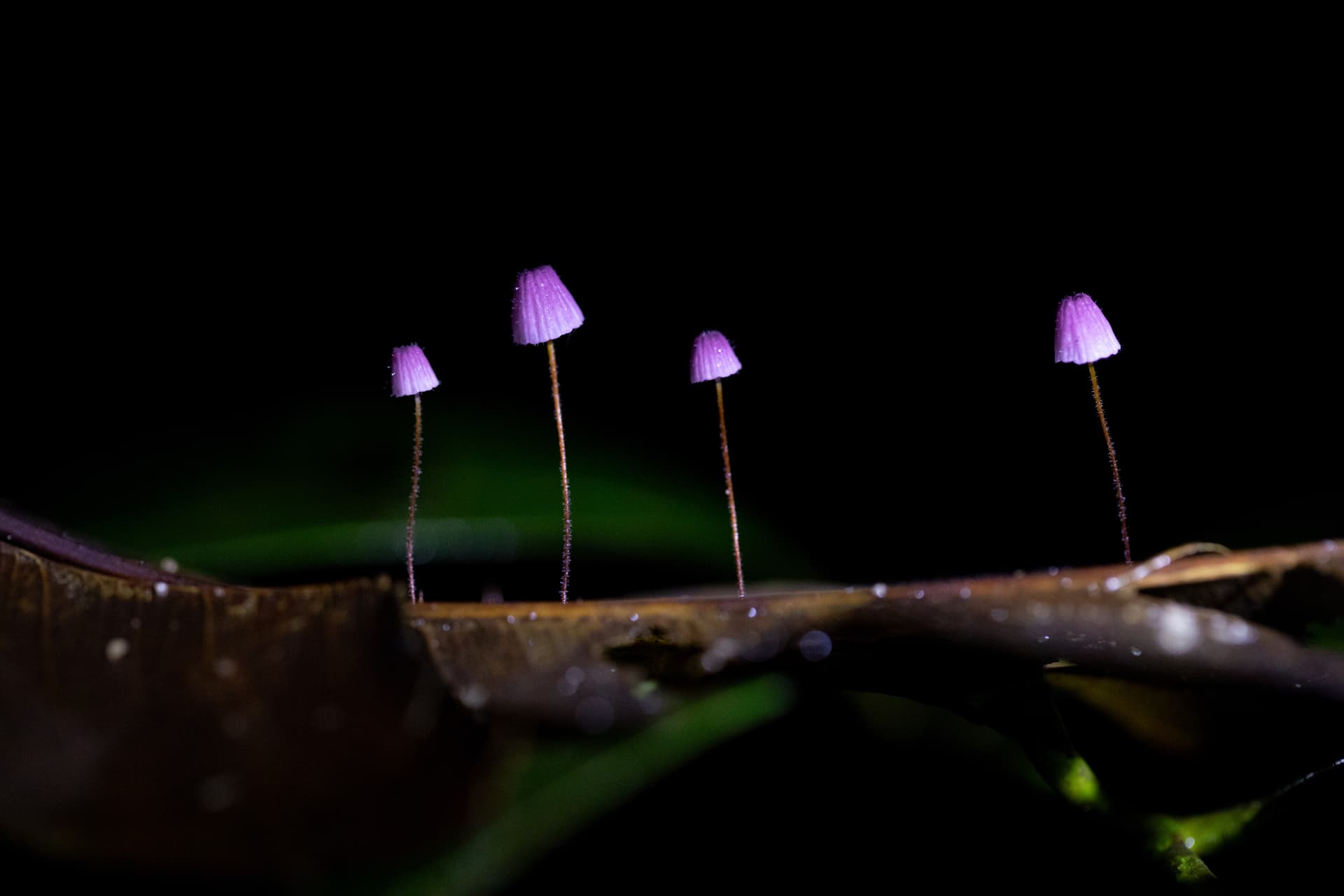 Fotografia macro detalhando a textura de um cogumelo colorido na floresta amazônica.