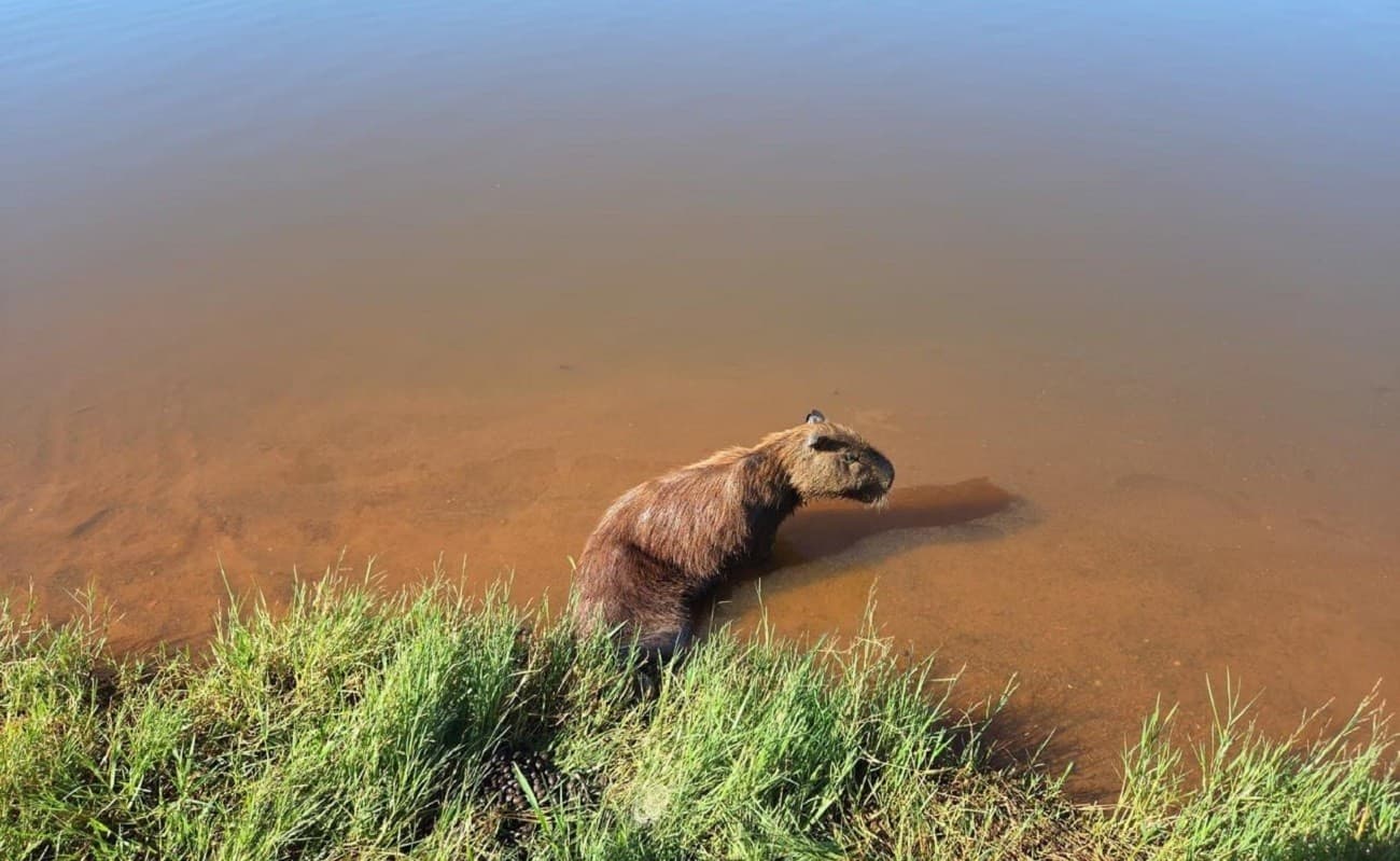Capivara recebe atendimento veterinário após ser resgatada às margens do Lago Azul.