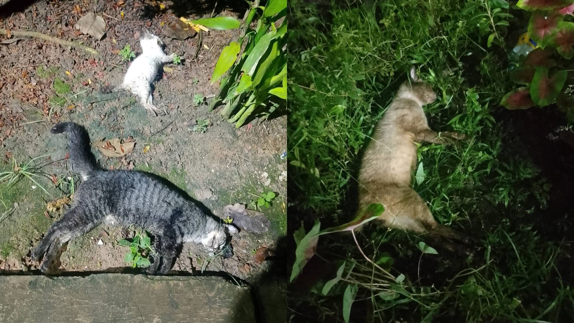 Rua do Conjunto Habitacional Açucena, na zona Sul de Macapá, onde policiais civis realizaram diligências.