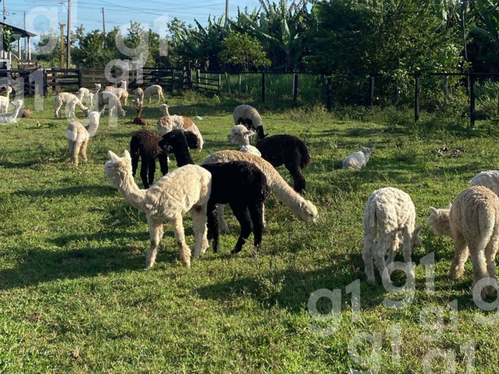 Lhamas permanecem em abrigo temporário após apreensão pela fiscalização agropecuária no Acre.
