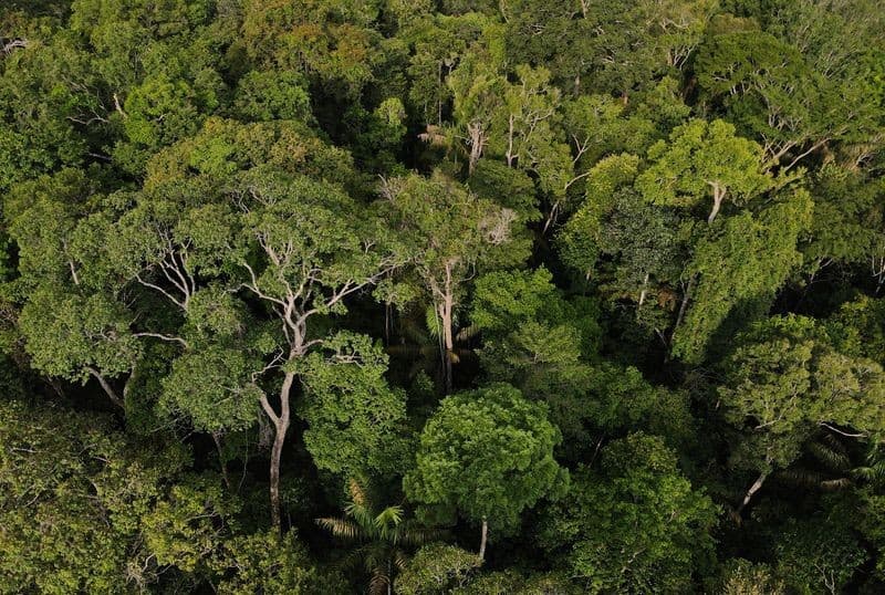 Rio baixo no Amazonas revela troncos e terra seca na margem durante período de seca.