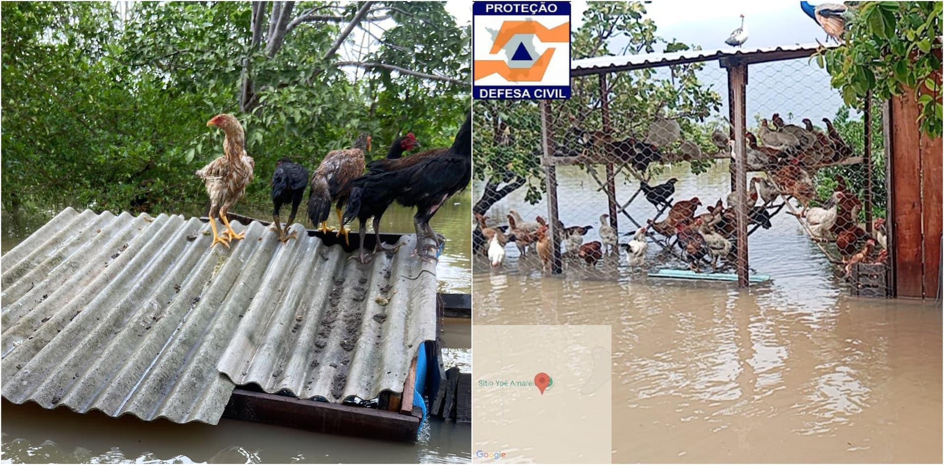 Galinhas descansam sobre o telhado de galinheiro inundado em sítio em Normandia (RR).
