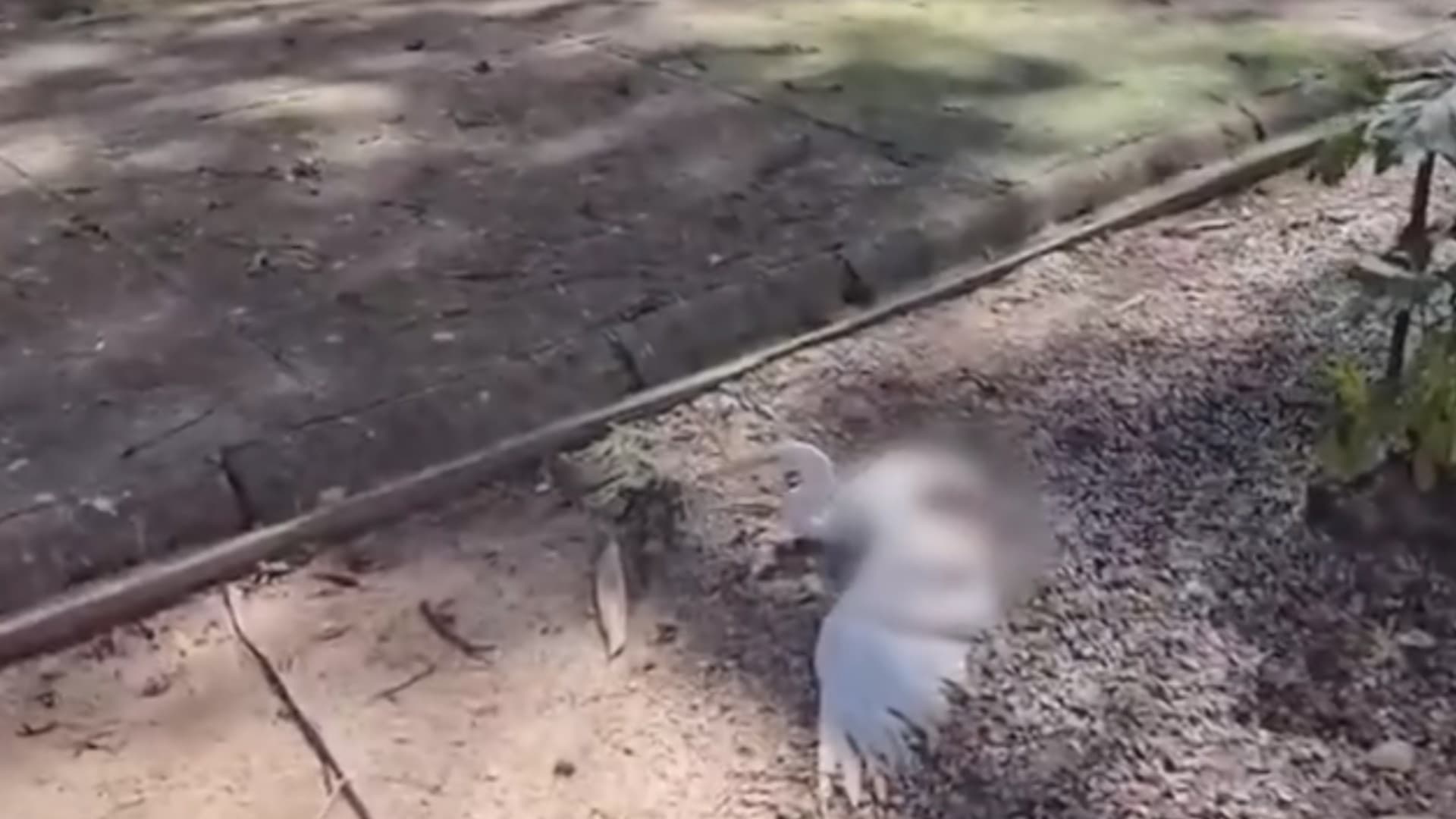 Garça-branca ferida repousa na grama da Praça Batista Campos, em Belém, cercada por urubus.