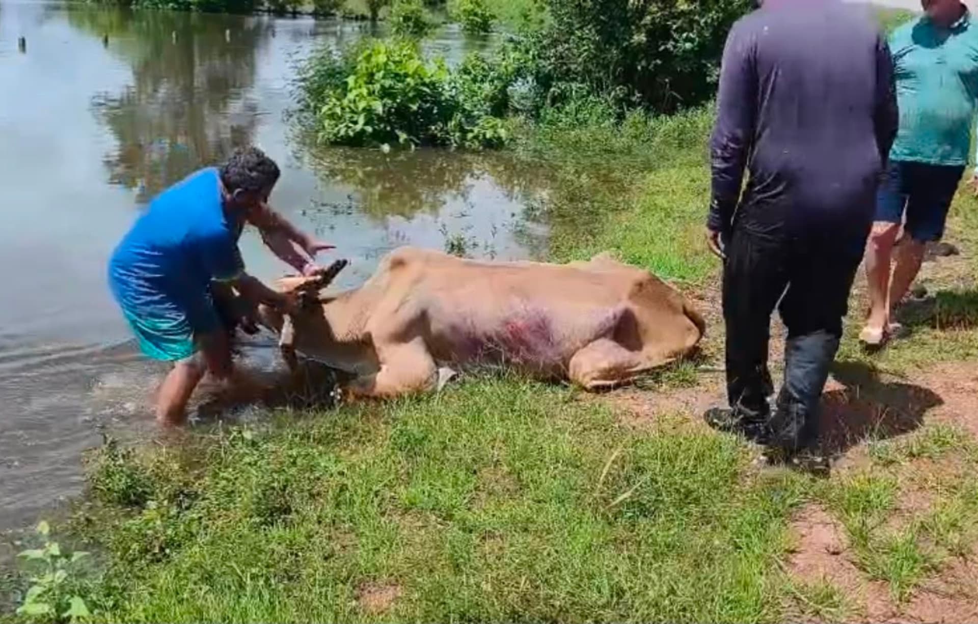 Grupo de homens empurra canoa com boi dentro em área alagada no interior de Roraima.