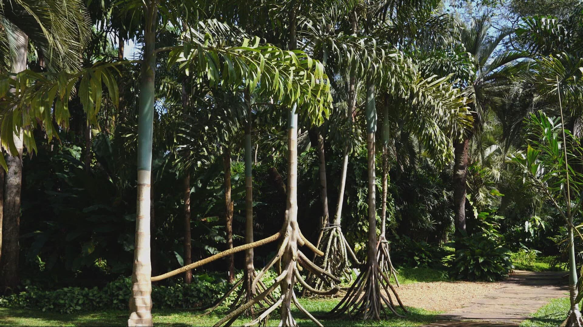 Raízes altas da paxiúba se destacam na mata de Rondônia, sustentando o tronco sobre o chão úmido.