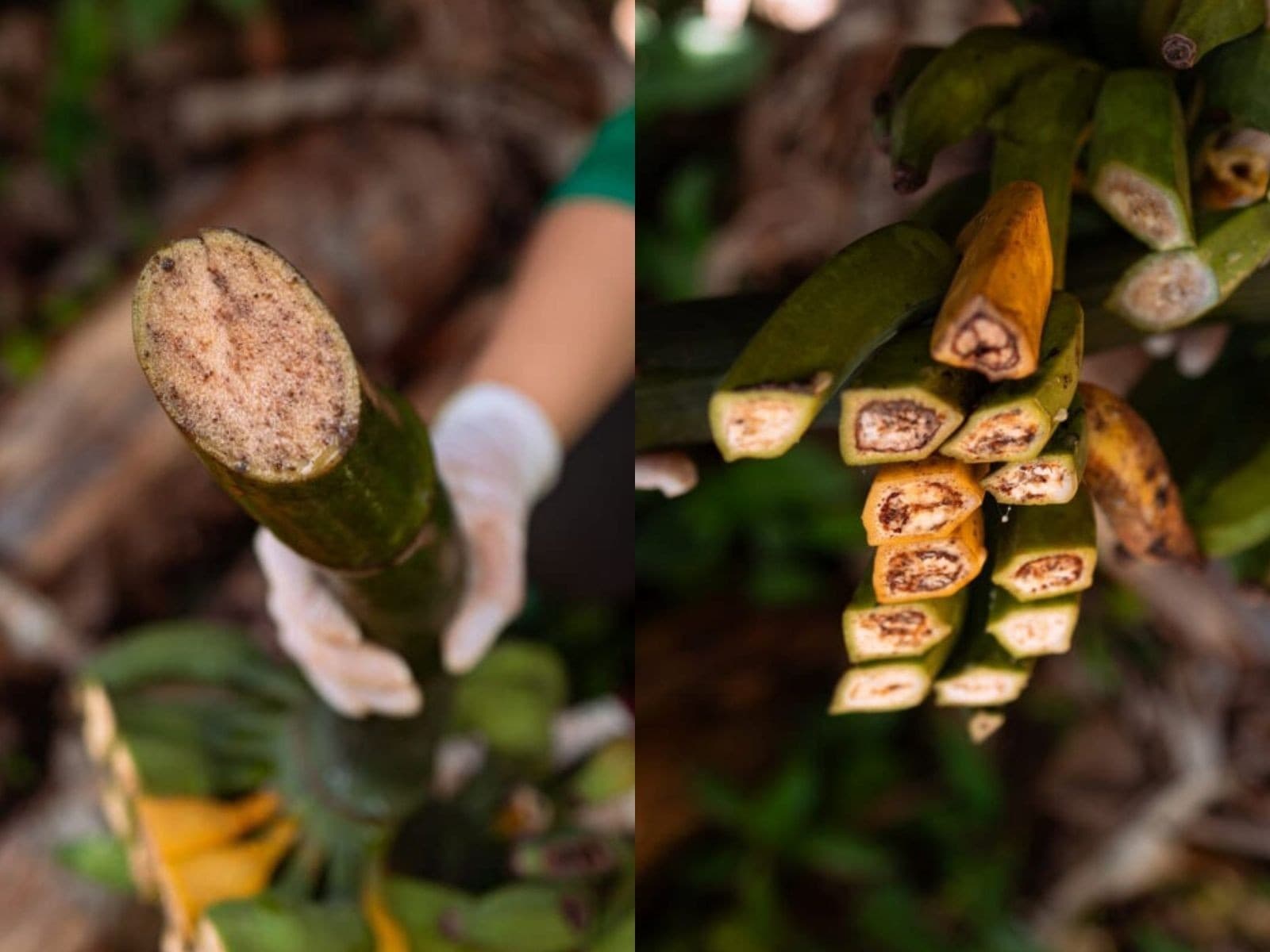 Bananeiras infectadas pela bactéria em plantação no interior do Acre