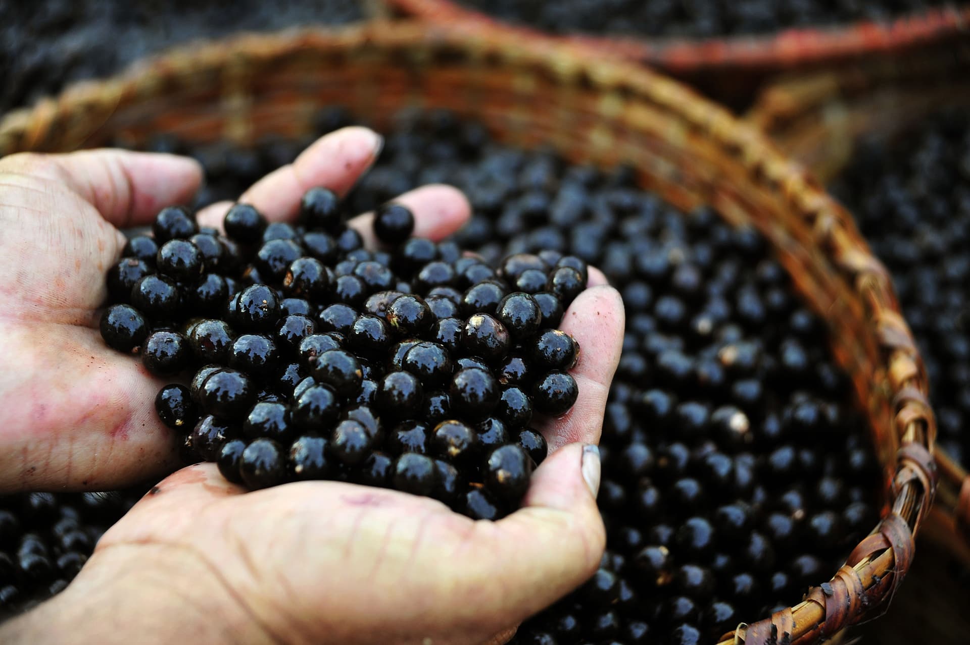 Colhedores retiram frutos de palmeiras de açaí manejadas em comunidade rural do Amapá.