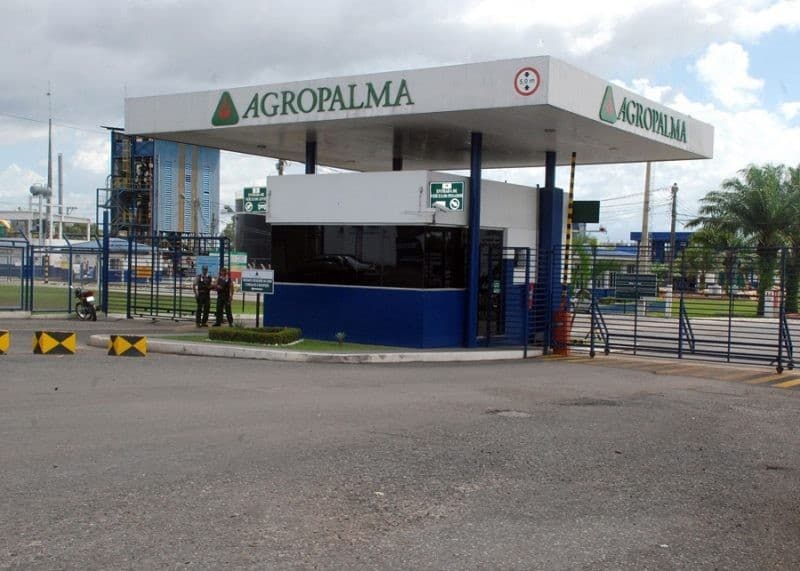 Plantação de palmeiras de óleo em área de cultivo no interior do Pará.