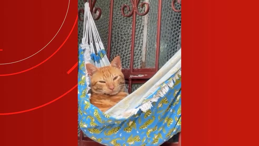 Gato laranja dormindo em rede pequena presa em grade de casa em Manaus.