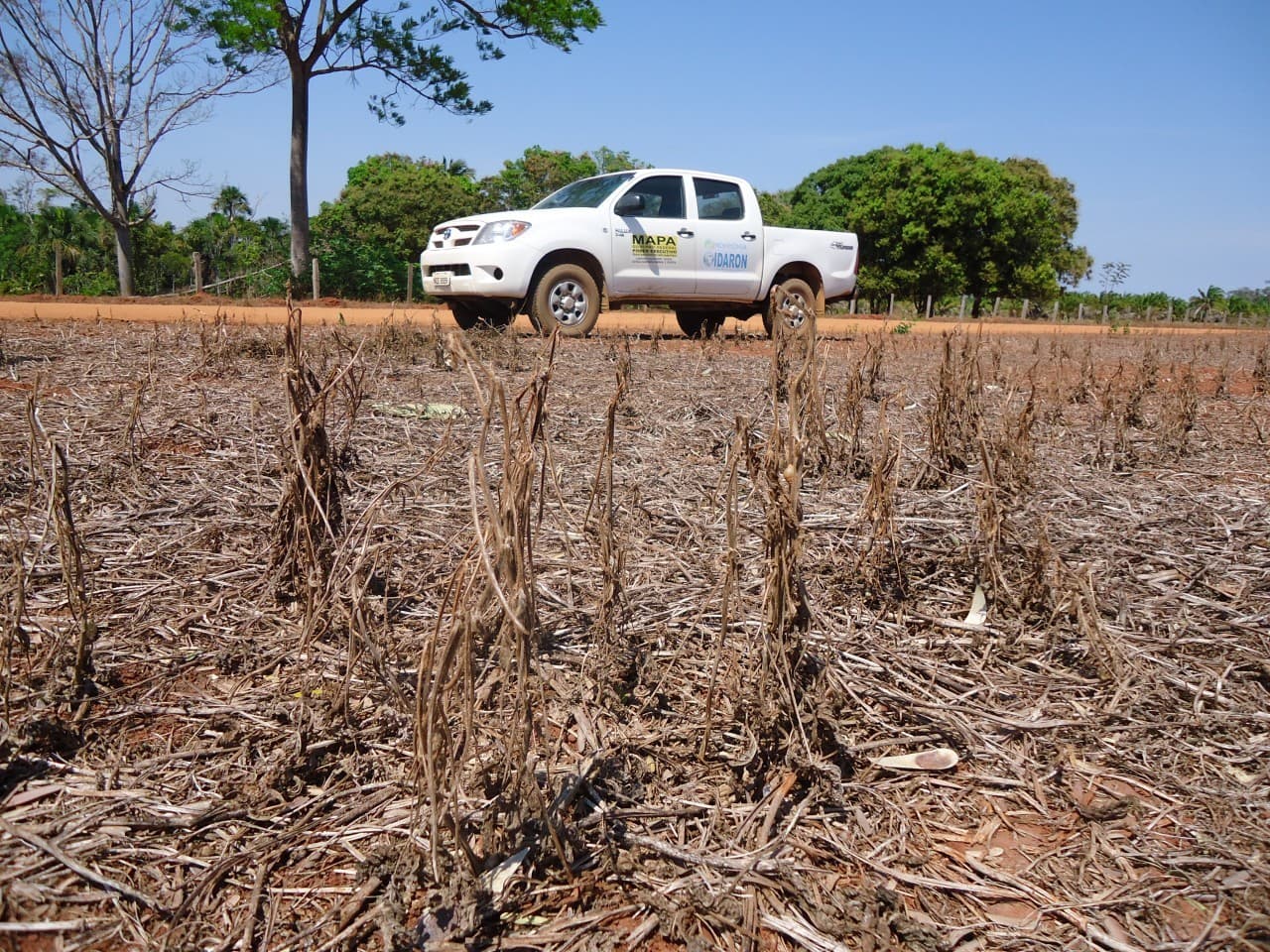 Plantação de soja seca em área de descanso durante período de vazio sanitário em Rondônia.