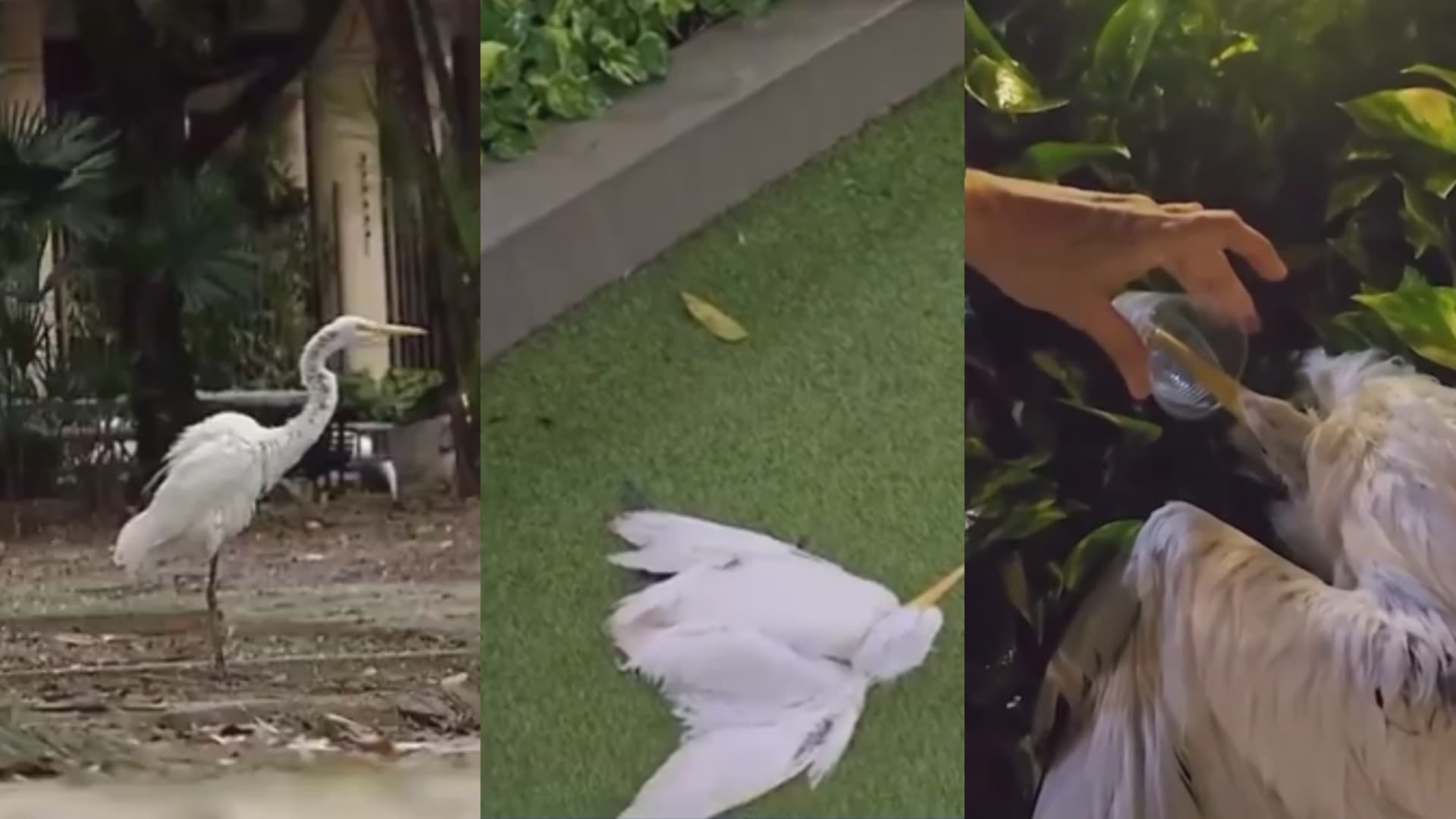 Garças pousam em árvore na Praça Batista Campos, em Belém, enquanto aves mortas são vistas no chão.