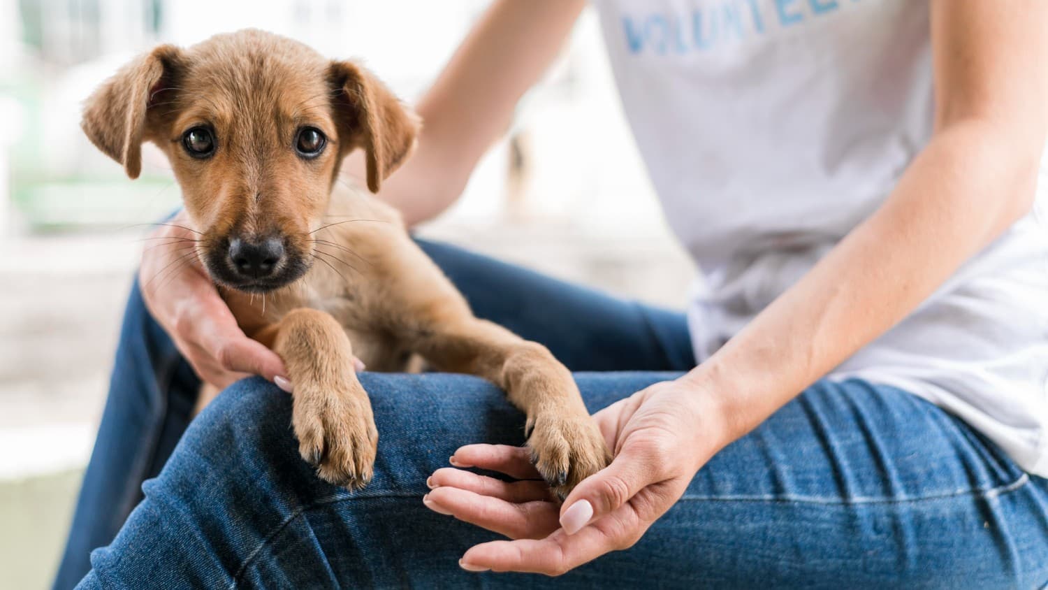 Técnico veterinário aplica vacina em cachorro durante ação pública em conjunto habitacional de Macapá.