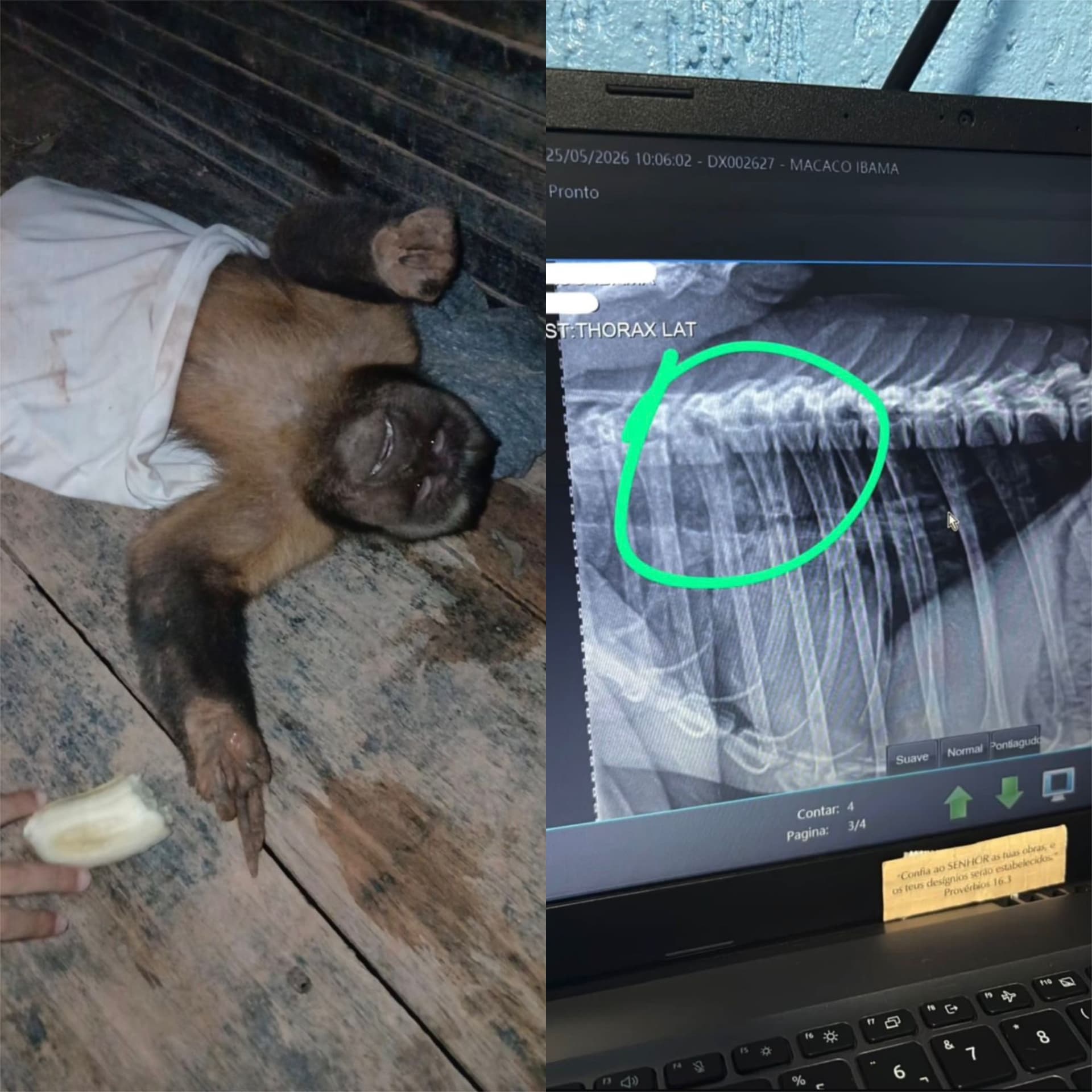 Macaco-prego na mata com luz natural filtrada