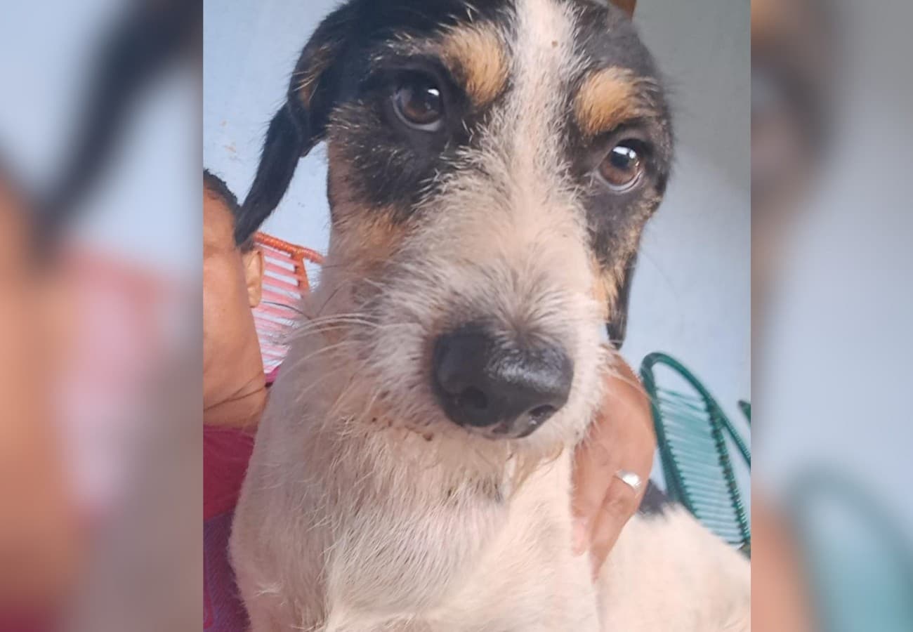 Rua residencial tranquila no Setor Aureny III, em Palmas, local onde o ataque animal foi registrado.