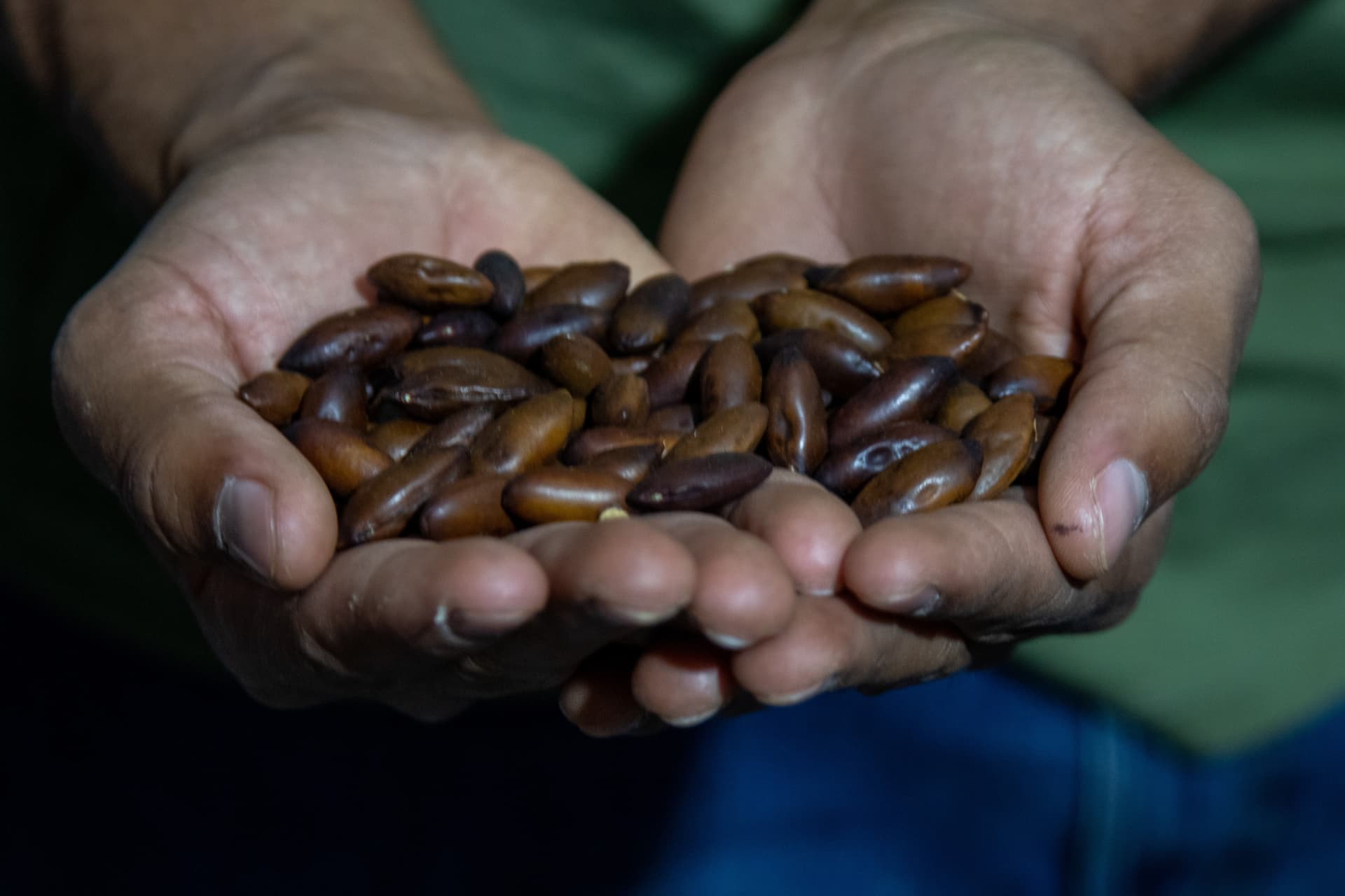 Mãos de agricultora seguram sementes de espécies nativas da Amazônia em viveiro comunitário.