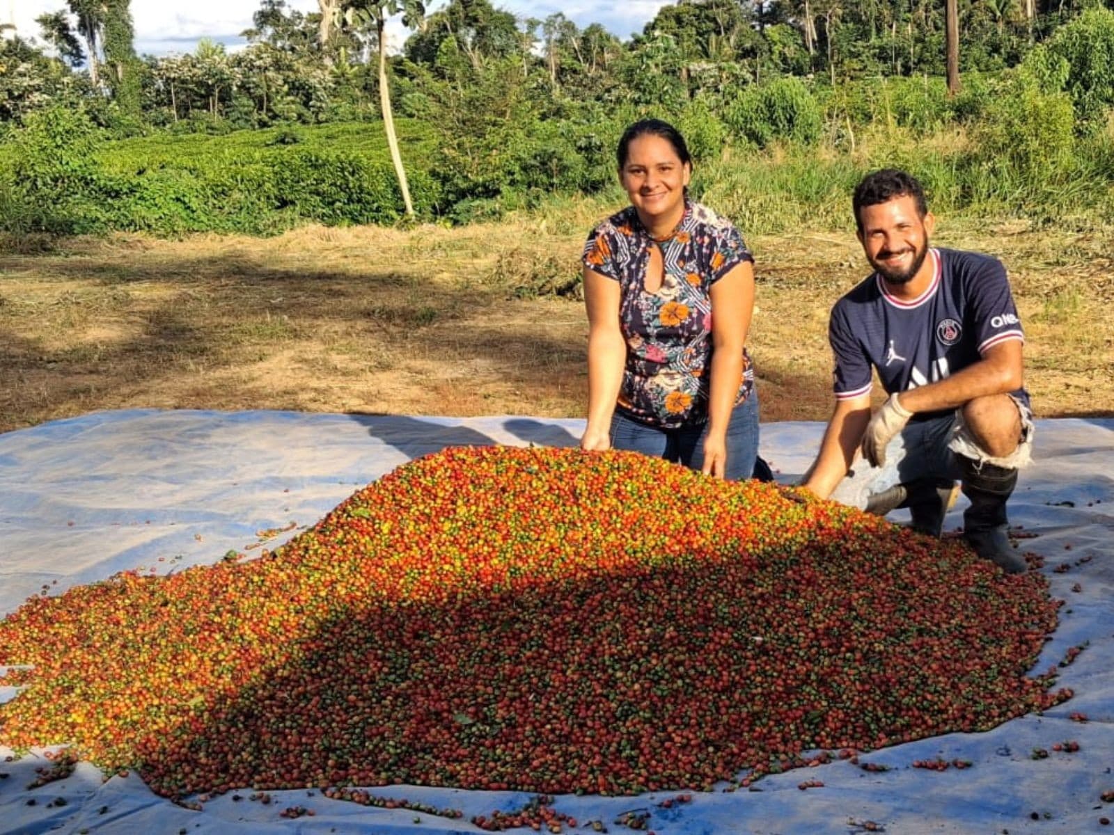 Colheita de café em propriedade rural do Acre
