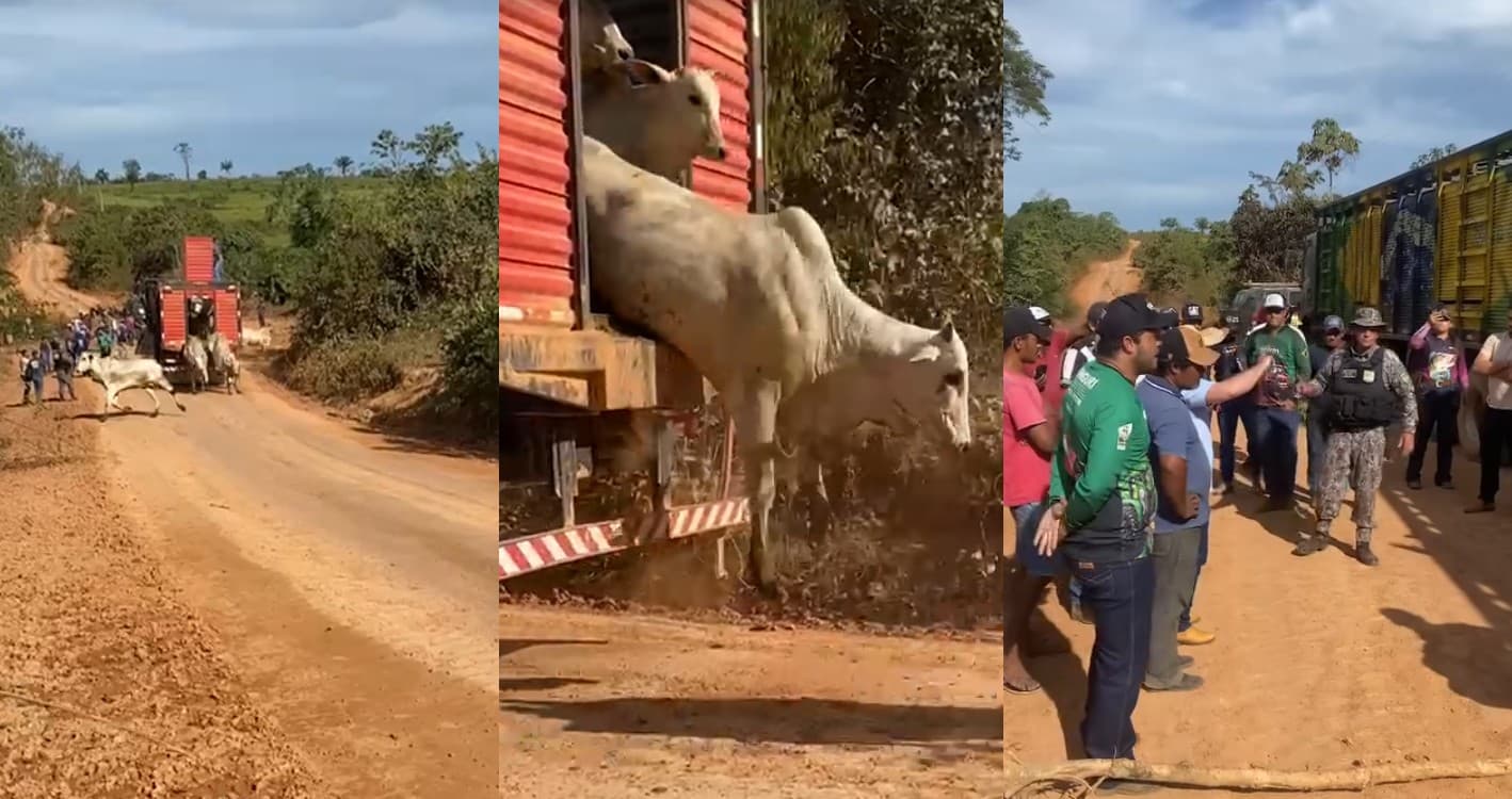 Gado solto em área de floresta na região de São Félix do Xingu durante operação de fiscalização.