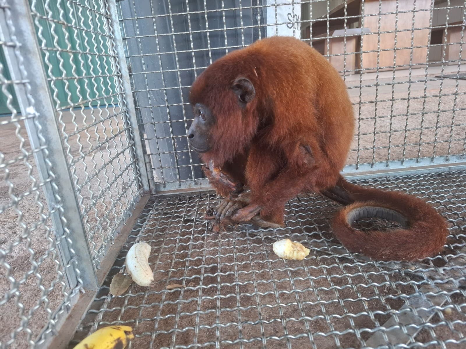 Macaco bugio pousa em galho de árvore em fragmento de floresta em Rondônia.