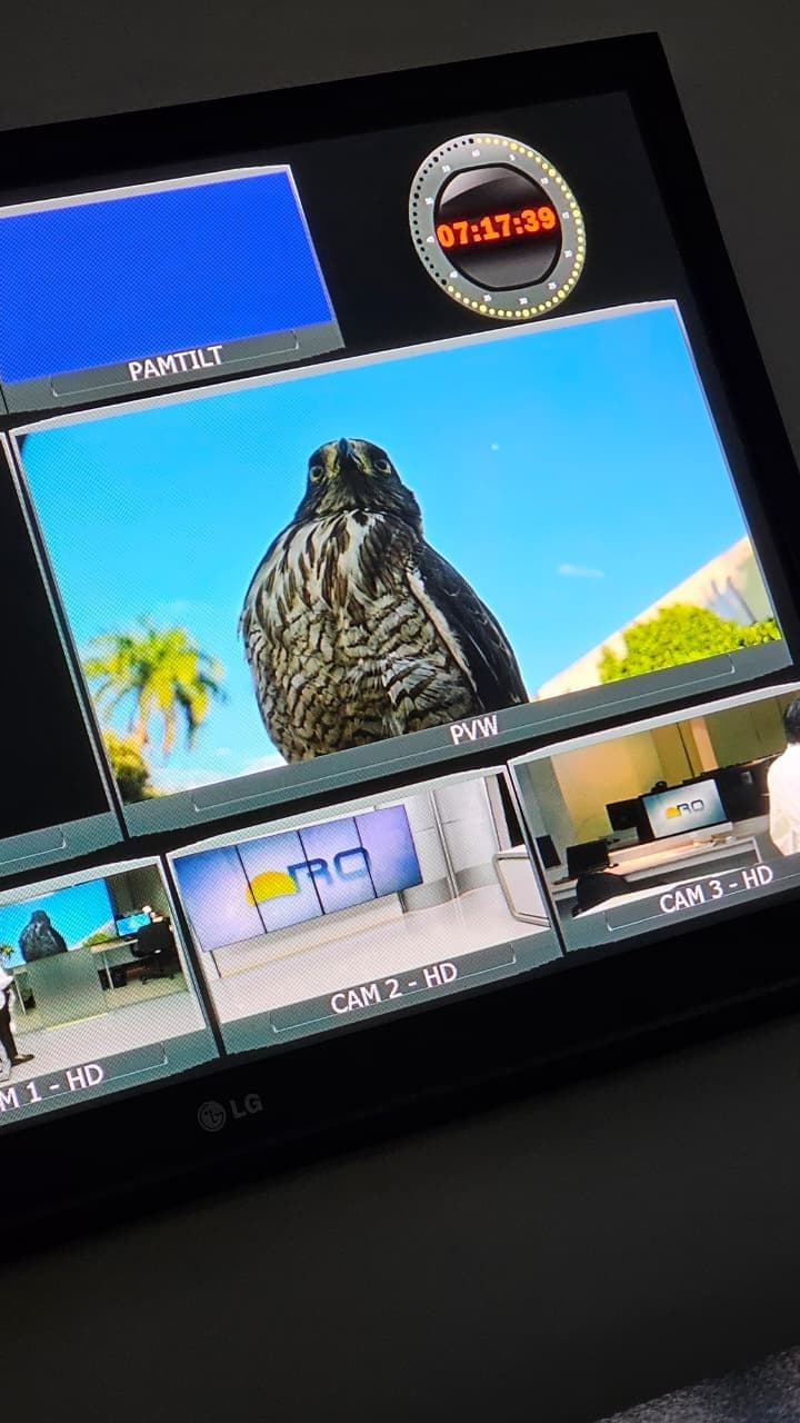 Gavião-carijó pousado sobre uma câmera de televisão profissional em estúdio externo.