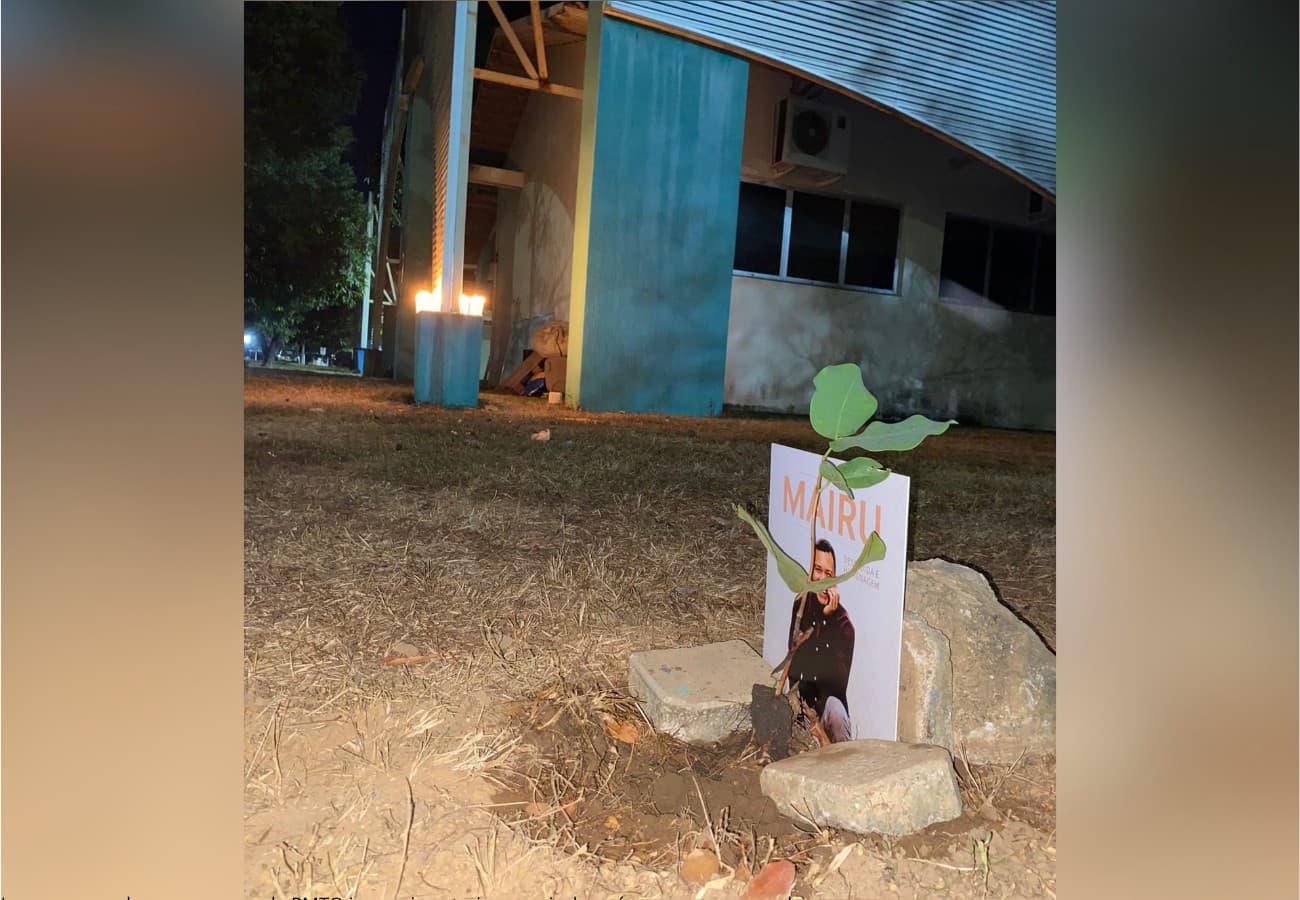 Muda de jatobá recém-plantada no campus da UFT em terra vermelha.